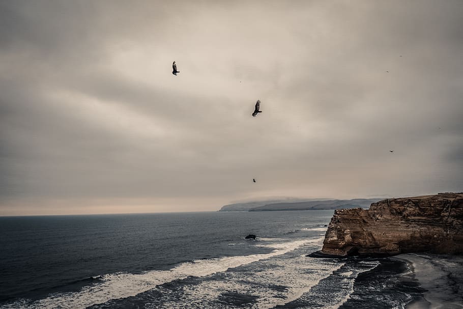 peru, paracas, beach, peruvian, air, birds, sea, sky, water HD wallpaper