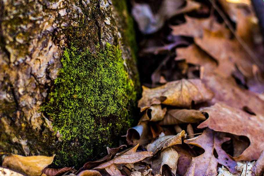 moss, leaves, nature, tree, log, woods, forest, plant, tree trunk HD wallpaper