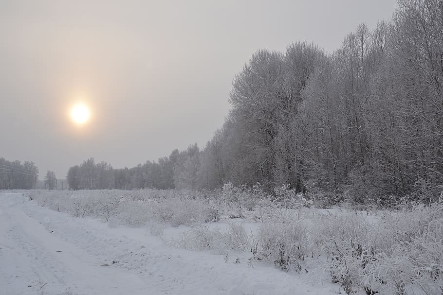 winter, forest, nature, trees, cloudy, sun, road, clouds, haze HD wallpaper