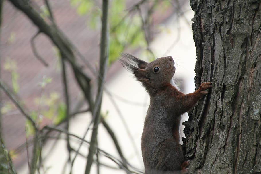 squirrel, close up, tree, climb, nature, high, brown, animal HD wallpaper