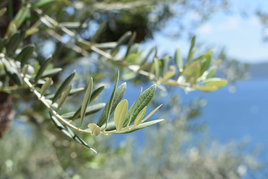 greece, summer, silence, feelings, olive tree, trees, sea, nature, HD wallpaper