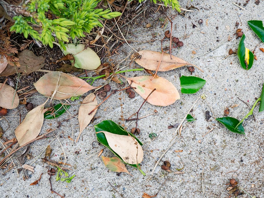 nature, leaves, leaf, macro, plant part, high angle view, land HD wallpaper