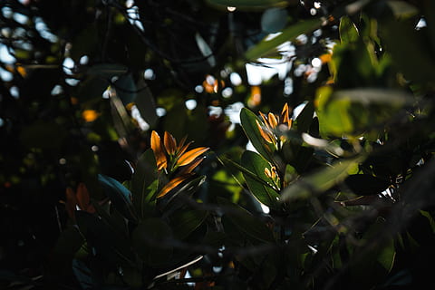 green-leafed plant, flower, blossom, acanthaceae, jamaica, seven mile beach HD wallpaper