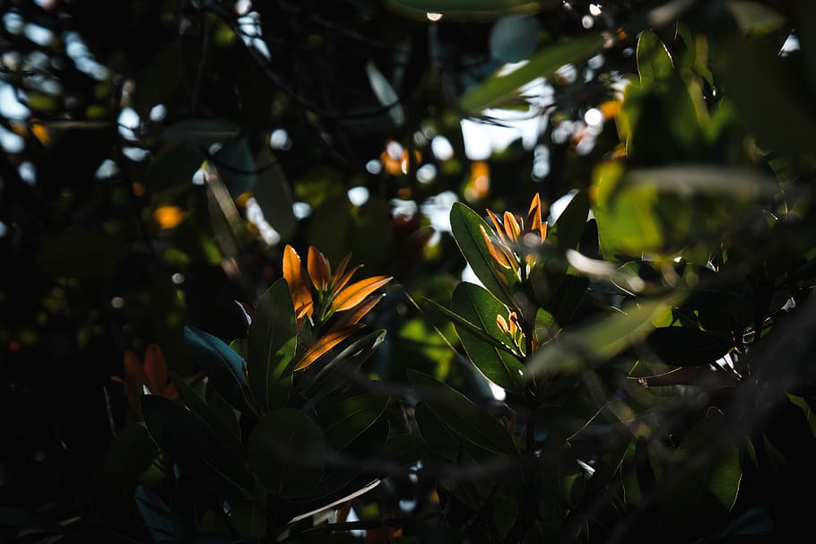 green-leafed plant, flower, blossom, acanthaceae, jamaica, seven mile beach HD wallpaper