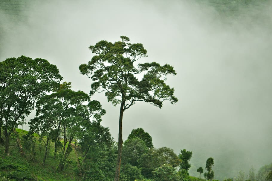 india, kerala, trees, forest, plant, growth, beauty in nature HD wallpaper