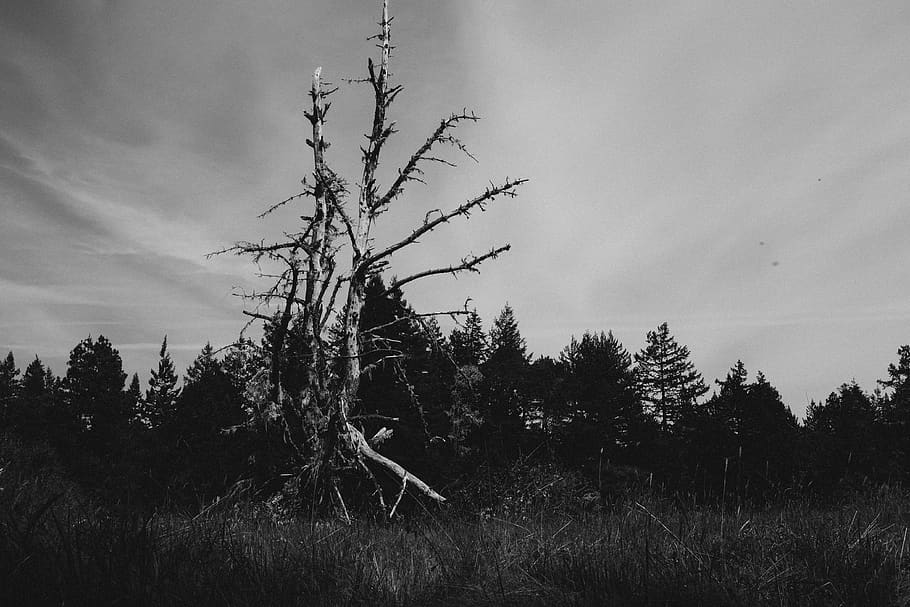 tree, plant, sky, land, nature, tranquility, growth, beauty in nature HD wallpaper