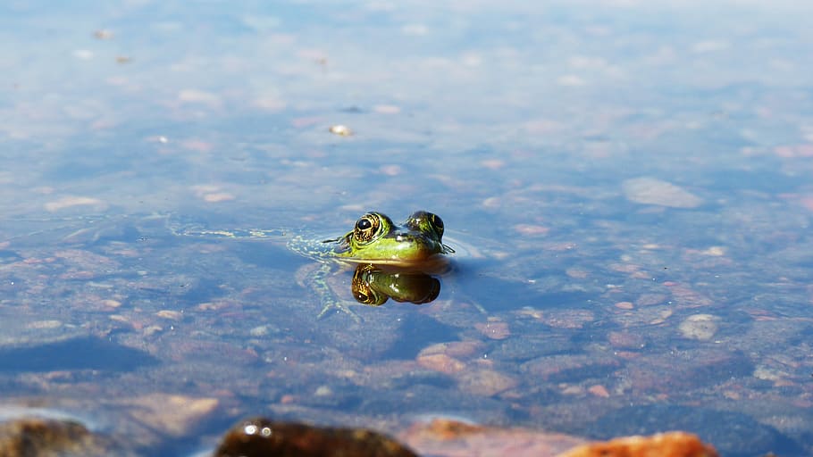 frog, water, lake, roche, animal, animals, nature, forest, animal themes HD wallpaper