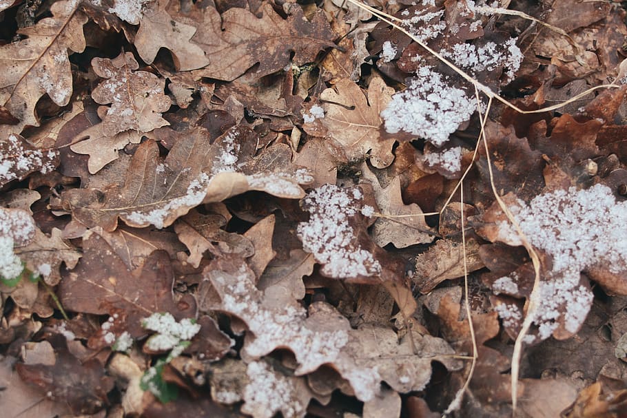 carpet, download, dry, fall, frozen, image, leaves, nature HD wallpaper
