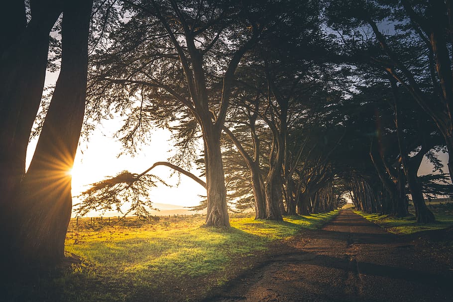 golden hour, tree, plant, sunlight, tranquility, nature, tranquil scene HD wallpaper