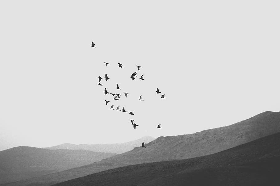 iran, shiraz, mountain, black and white, birds, minimal, monochrome
