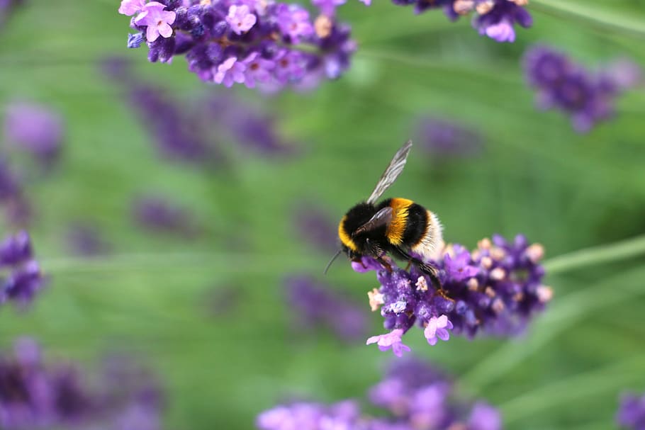 bee, lavender, pollen, green, purple, nature, fresh, flower HD wallpaper