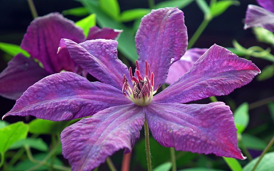 clematis, flower, creeper, garden, nature, spring, violet, beautiful HD wallpaper