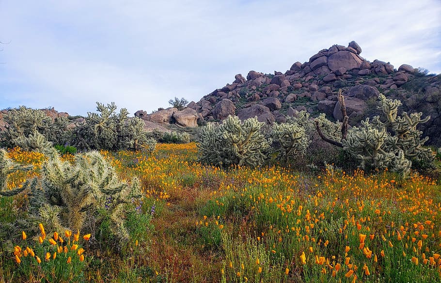 desert, flowers, mountains, cactus, plant, sky, beauty in nature HD wallpaper