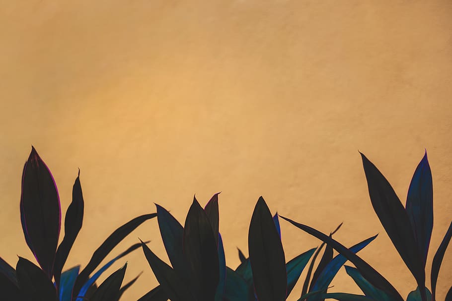 Black and Green Leaves Illustration, close-up, colors, environment HD wallpaper