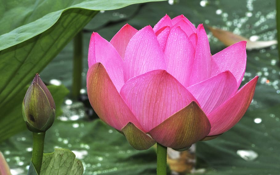 lotus, flower, pond, flora, water lily, flowering plant, vulnerability HD wallpaper