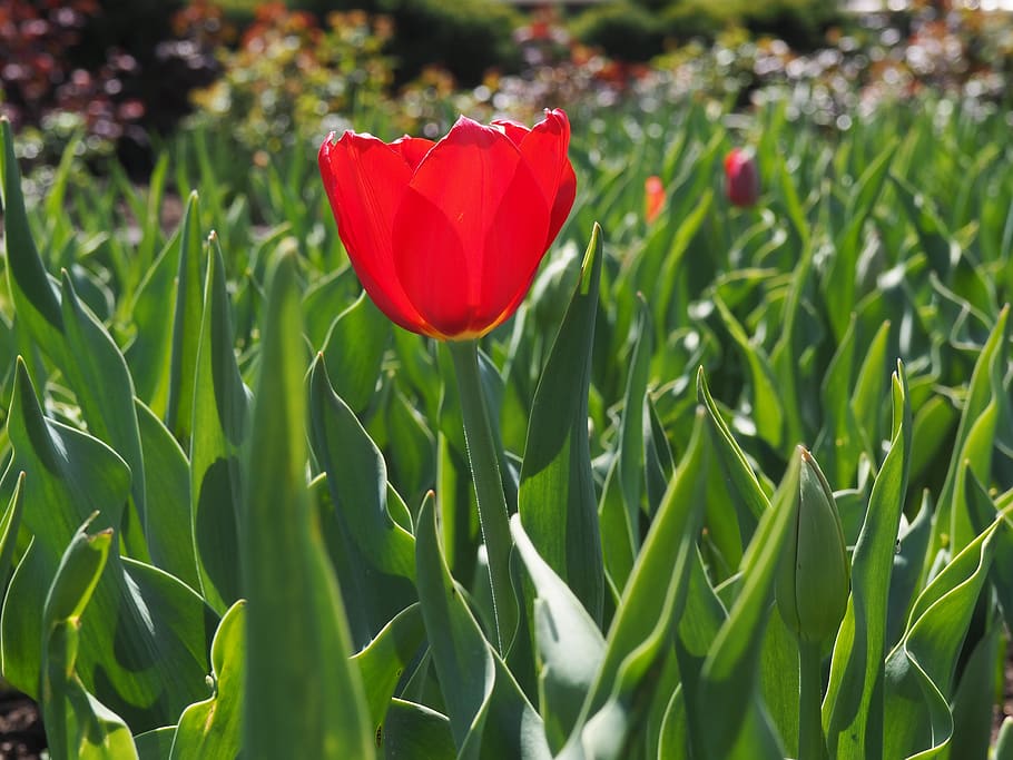 tulip, red, bloom, bulbs, flower, plant, flowering plant, beauty in nature HD wallpaper