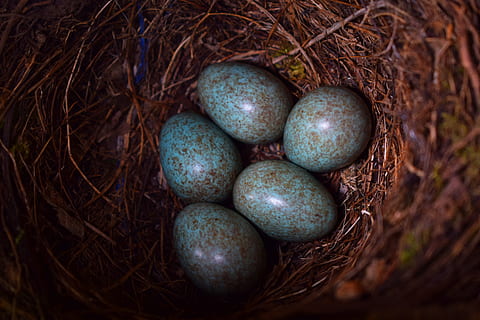 chick, hatch, speckled, blue, spring, bird, eggs, nest, food HD wallpaper