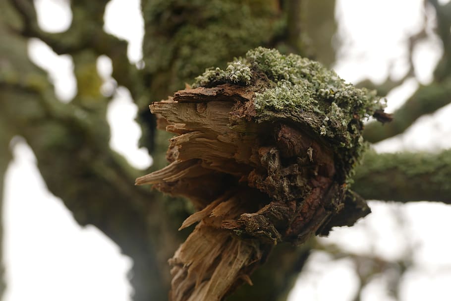 forest, tree, plant, focus on foreground, close-up, tree trunk HD wallpaper