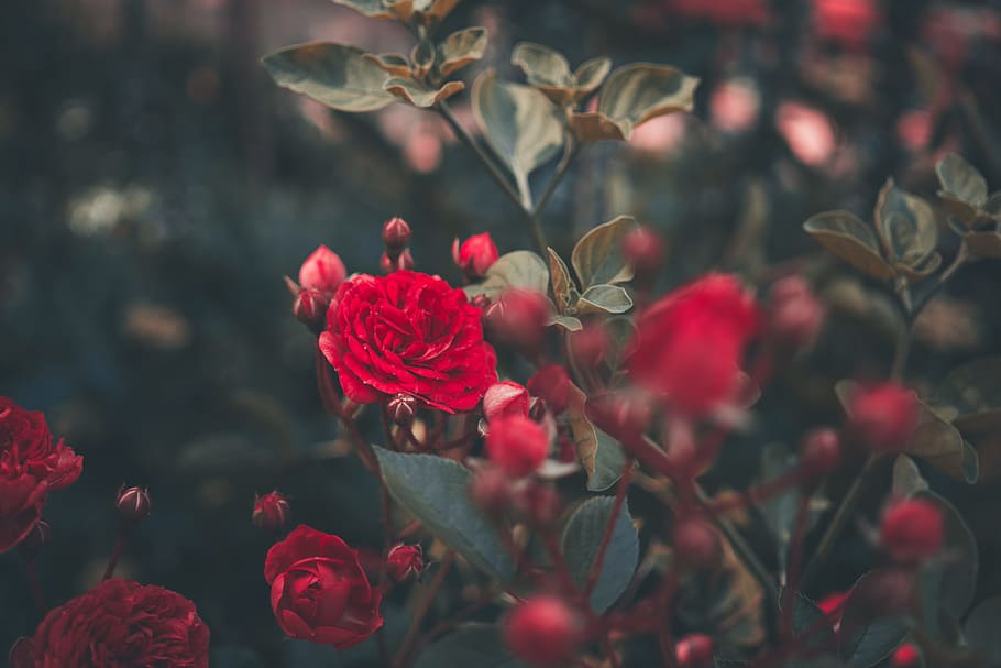 selective focus photography of red rose, flower, leaf, leaves HD wallpaper