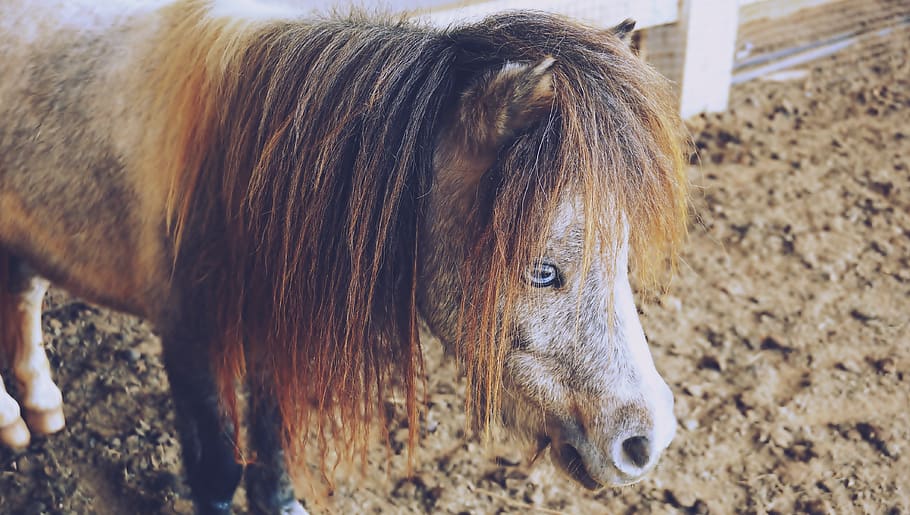 horses, pony, animals, small, dwarf, humor, animal themes, mammal HD wallpaper
