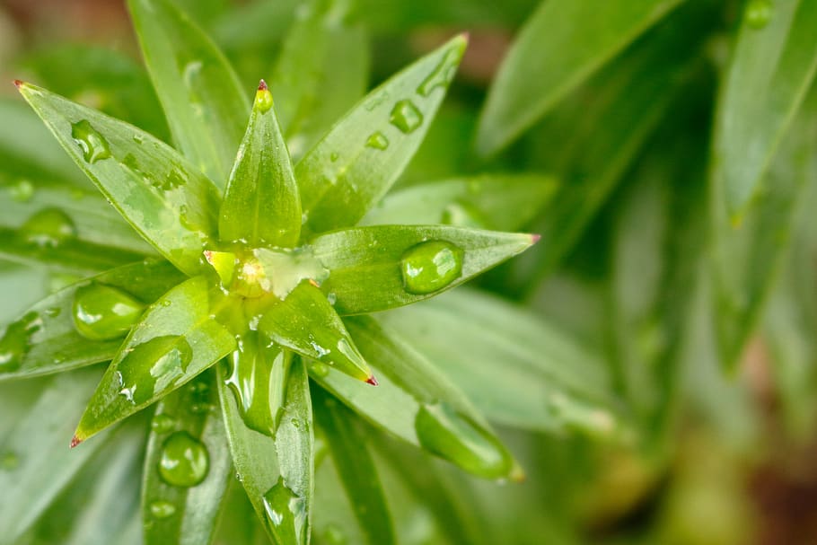plant, macro, closeup, water drop, rain, rain drop, flower HD wallpaper