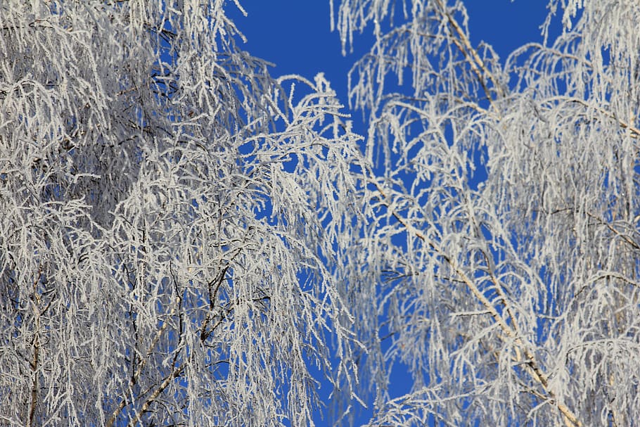tree, snow, winter, nature, frost, blue, white, cold, background HD wallpaper