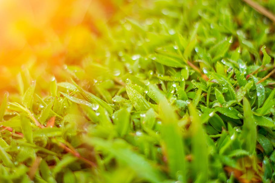 indonesia, jawa barat, west java, cianjur, limbangan sari, nature HD wallpaper