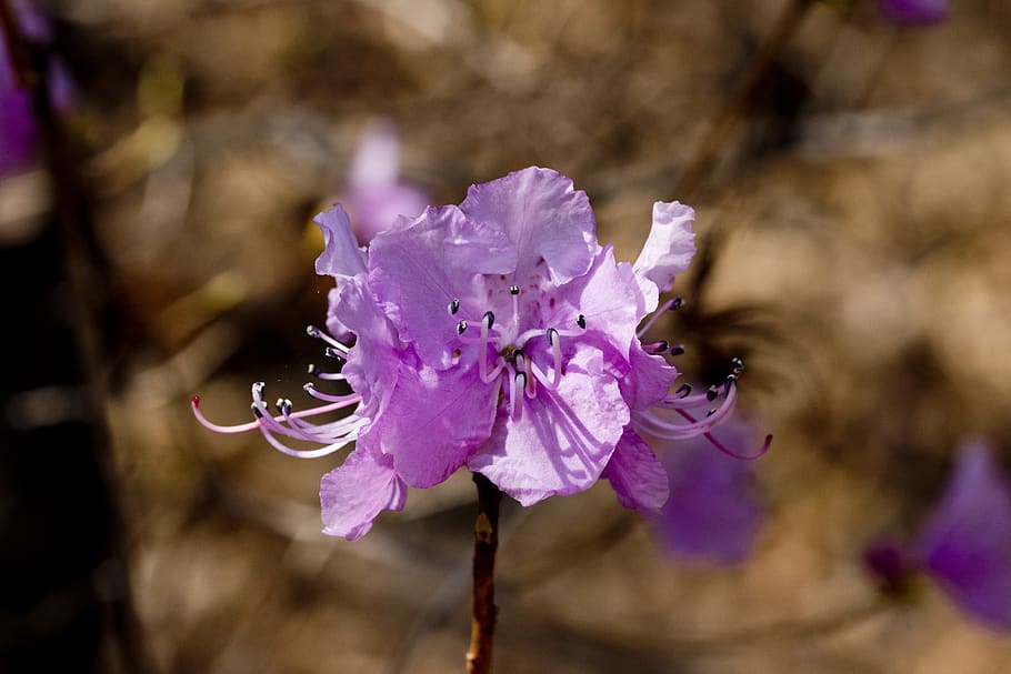 azalea, spring, flowers, nature, plants, flowering, the shining HD wallpaper