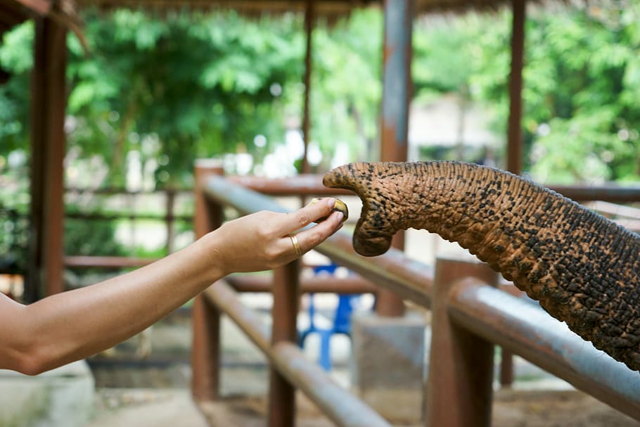 person feeding elephant, hand, human hand, human body part, focus on foreground HD wallpaper