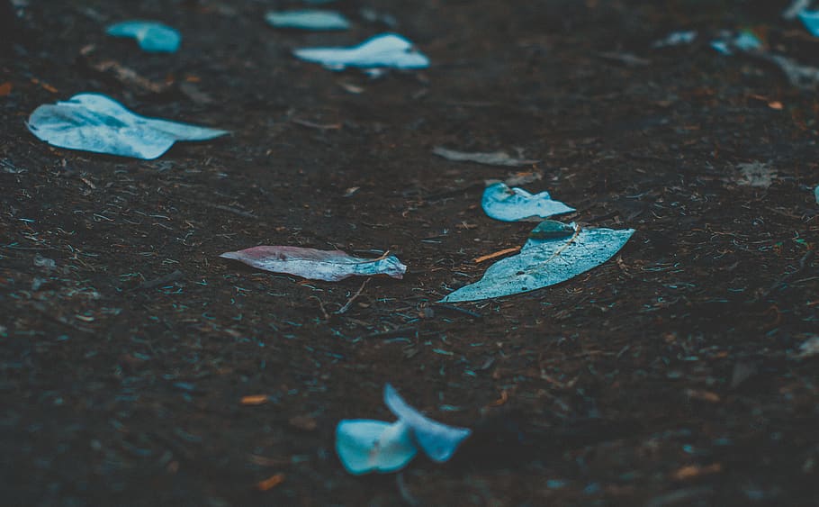 teal fish lot, tarmac, asphalt, animal, surgeonfish, sea life HD wallpaper