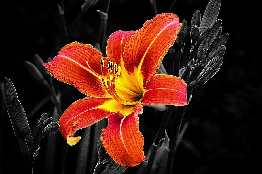 flower, lily, selective color, bloomed, flowers, decorative HD wallpaper