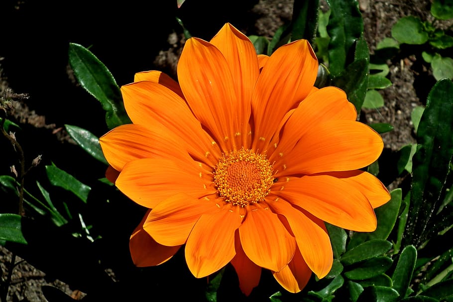 flower, orange, summer, nature, the petals, closeup, garden HD wallpaper