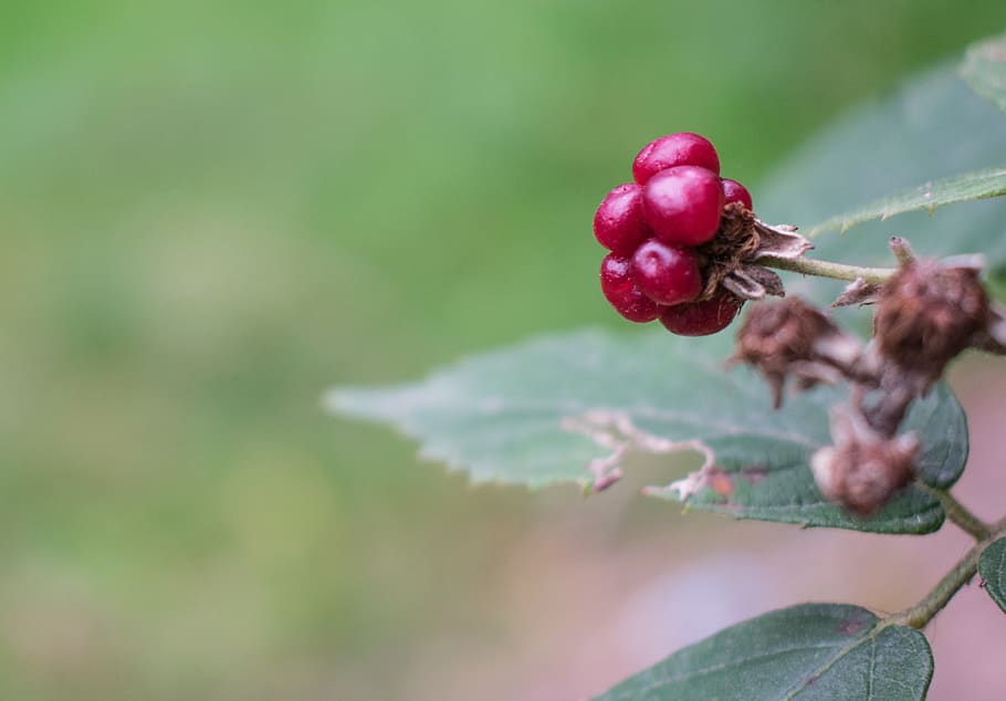 raspberry, macro, growth, close-up, healthy eating, red, fruit HD wallpaper