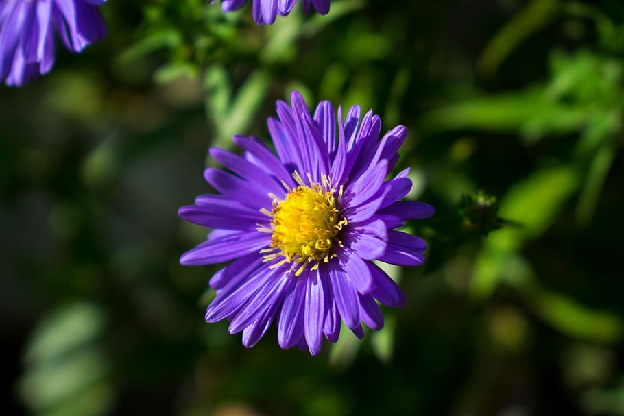 belgium, oudenaarde, eine, flower, flowering plant, beauty in nature HD wallpaper