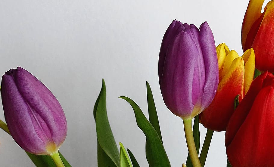 Purple and Red Tulip Flowers Near White Wall, bloom, blooming HD wallpaper