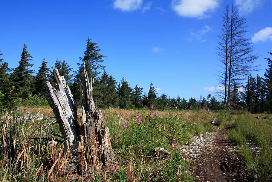 denmark, tree stump, coniferous forest, wind, away, sky, summer HD wallpaper