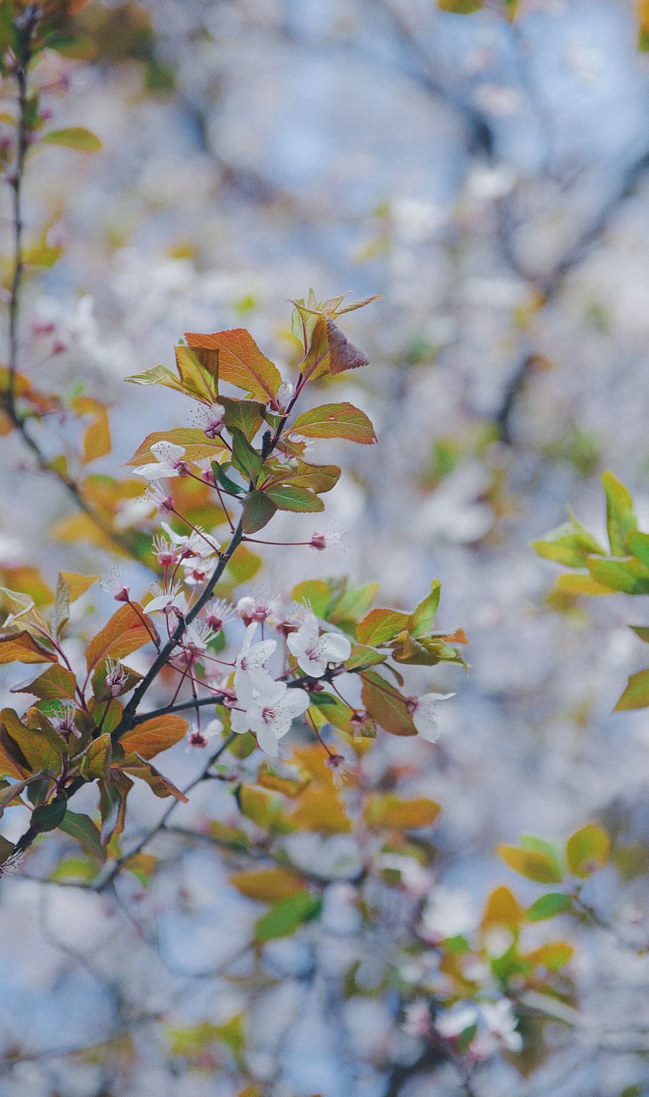 green and brown leaf tree, plant, growth, beauty in nature, flower HD wallpaper