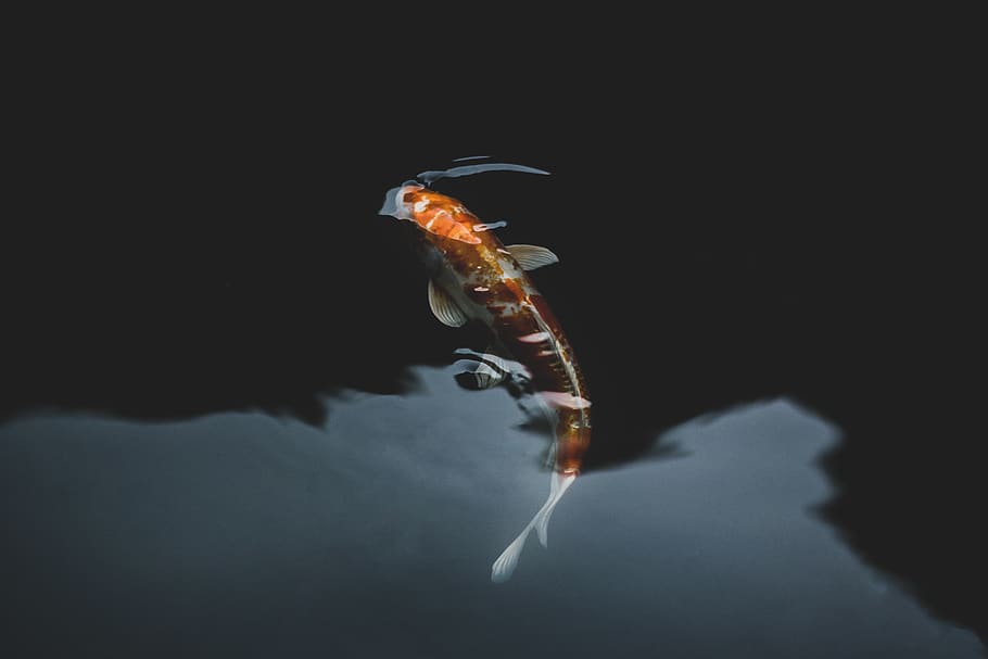Orange and White Koi Fish, animal, animal photography, color, HD wallpaper