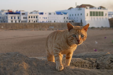 morocco, asilah, one animal, pets, mammal, animal themes, feline HD wallpaper