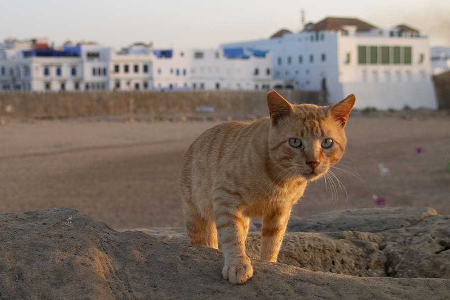 morocco, asilah, one animal, pets, mammal, animal themes, feline HD wallpaper