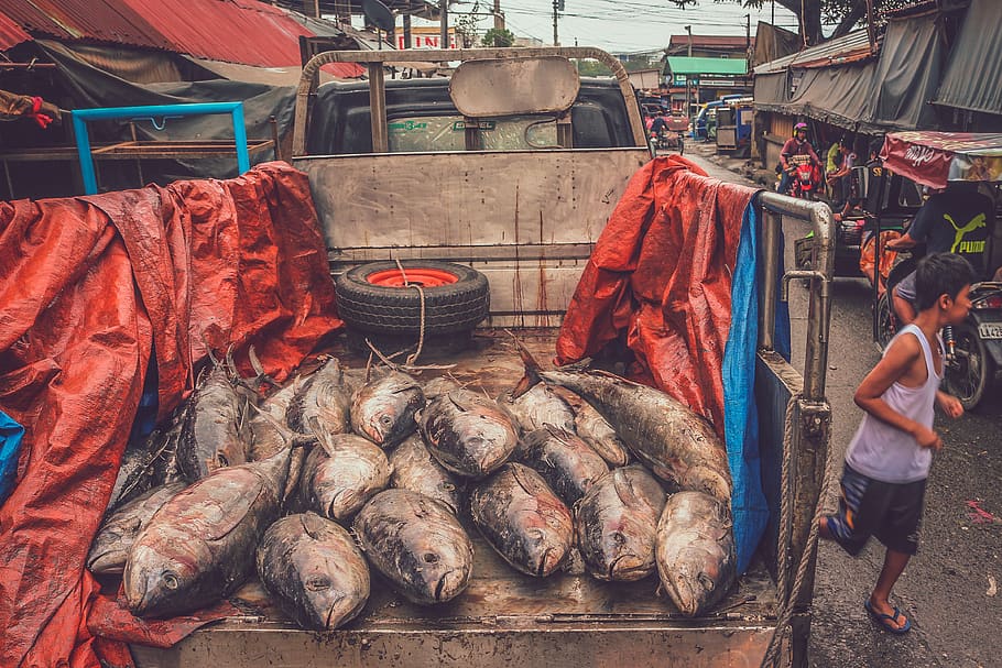 big-fishes-on-gray-truck.jpg