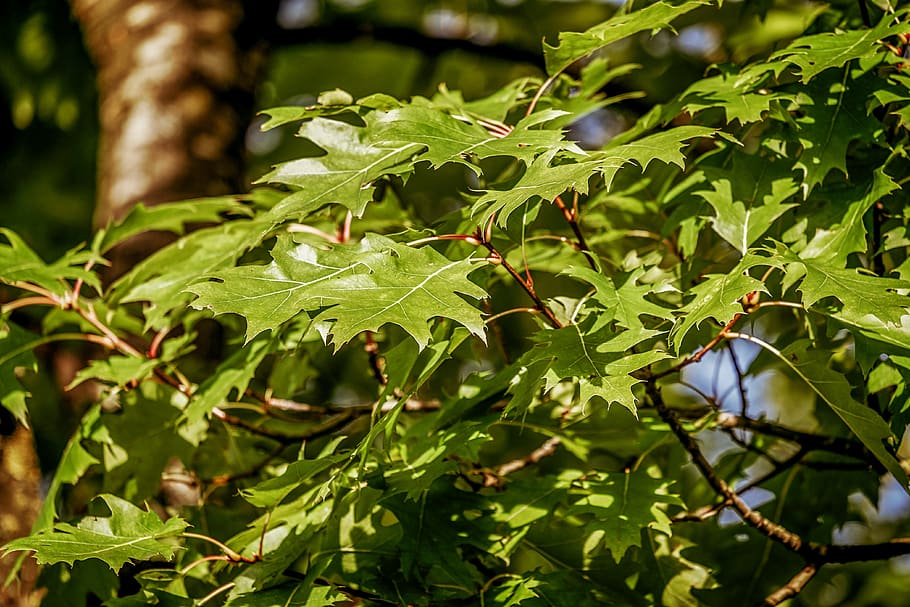 scarlet oak, tree, flora, botany, plant, leaves, species, fresh HD wallpaper