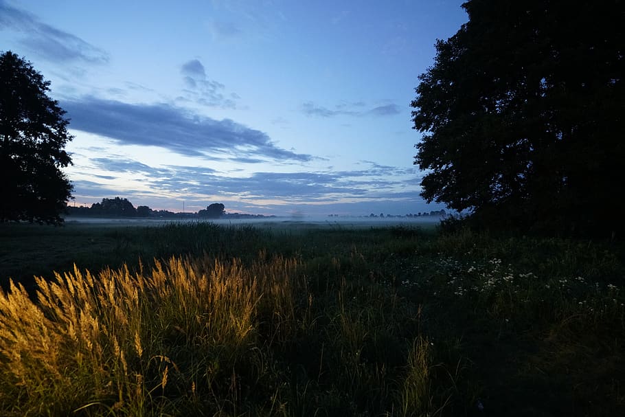 sky, growth, beauty in nature, plant, tranquility, land, grass HD wallpaper