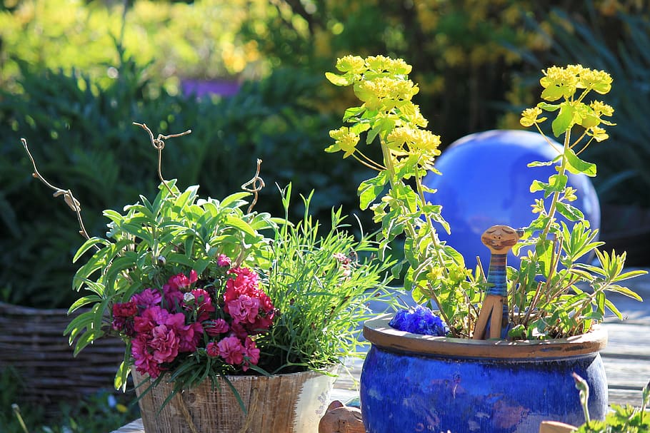 garden, spring, flowers, blue, gartendeko, flowering plant HD wallpaper