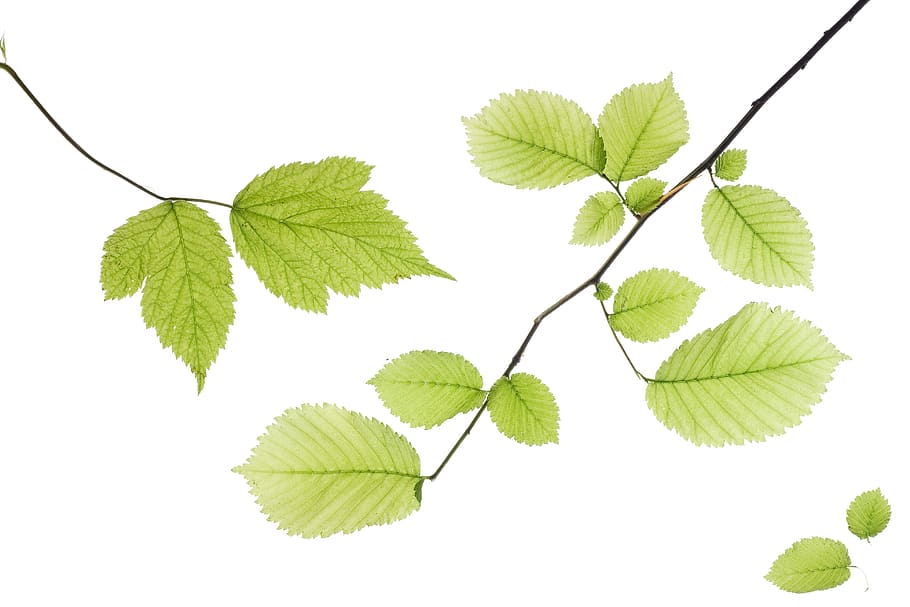 closeup, isolated, foliage, tenderveins, green, horizontal, HD wallpaper