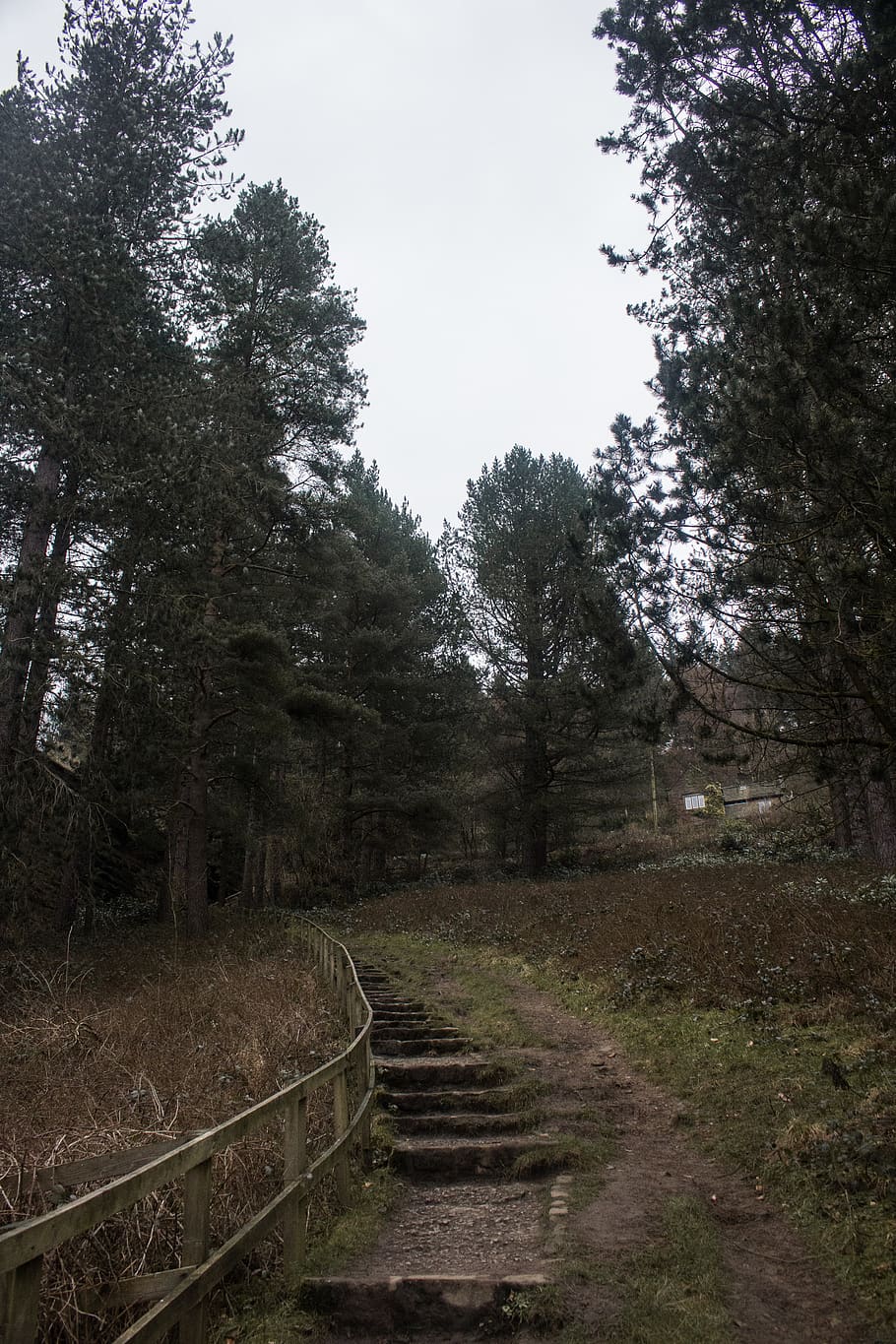 united kingdom, consett, derwent reservoir, forest, path, wood, HD wallpaper