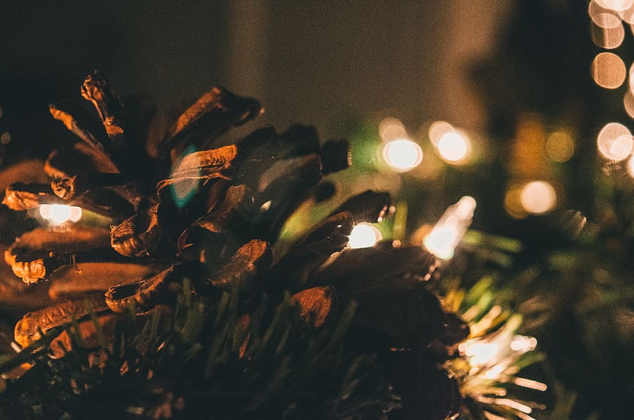 green plant with string lights, lighting, tree, abies, fir, christmas tree, HD wallpaper