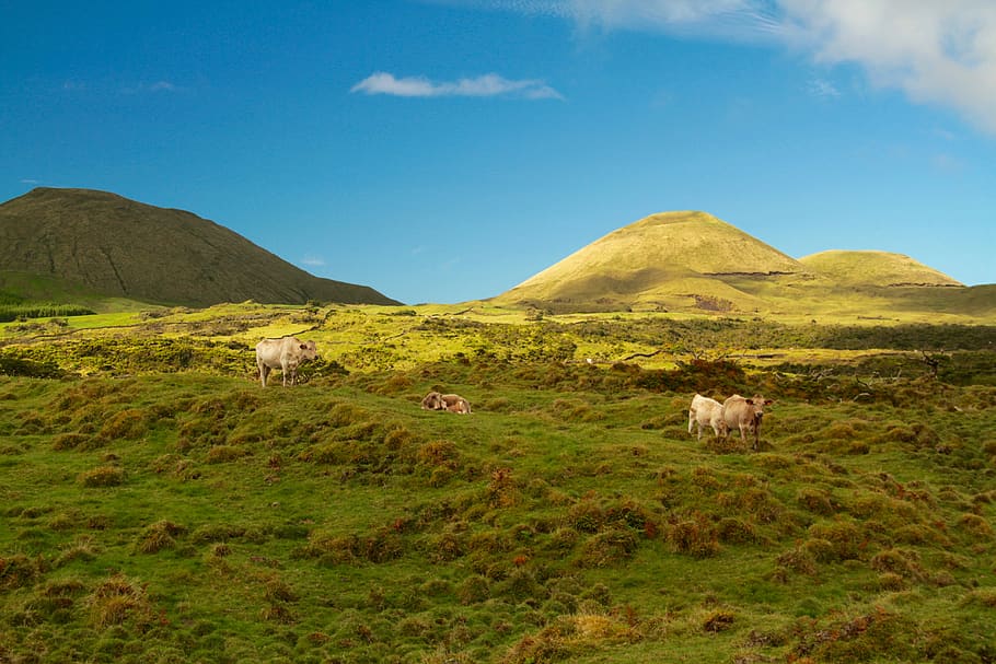 Cattles on Field Overlooking Mountains Under Blue Skt, animals, HD wallpaper