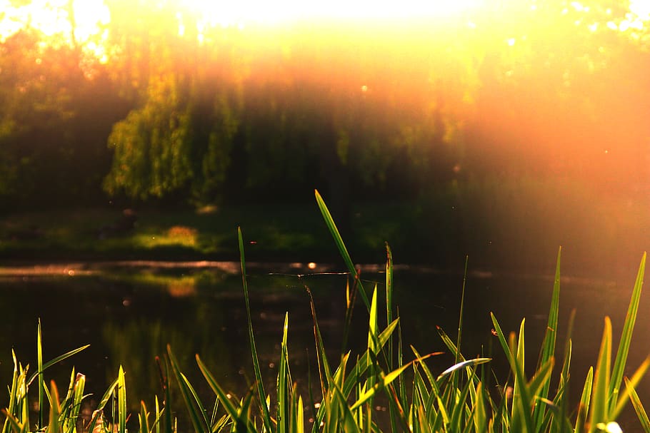 trees, lake, sunset, sunrise, light, lightning, orange, plant HD wallpaper
