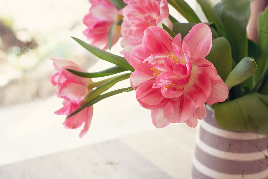 flowers, tulips, spring flowers, bloom, pink, vase, flower vase HD wallpaper